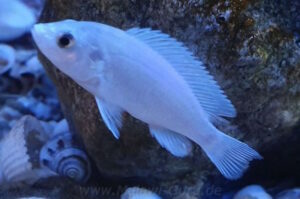 Labidochromis caeruleus 'Thumbi Reef'